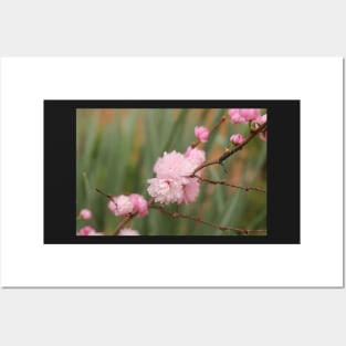 Flowering Pink Almond Posters and Art